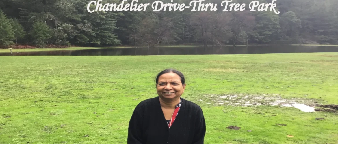 Scenic Chandelier Drive Thru Tree Park in California