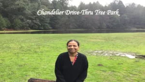 Scenic Chandelier Drive Thru Tree Park in California