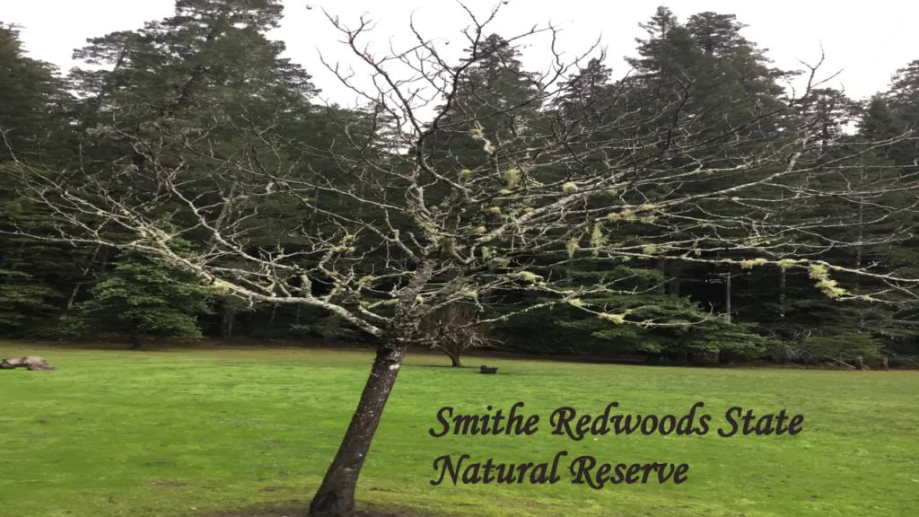 Chandelier Drive Thru Tree near Smithe Redwoods State Natural Reserve