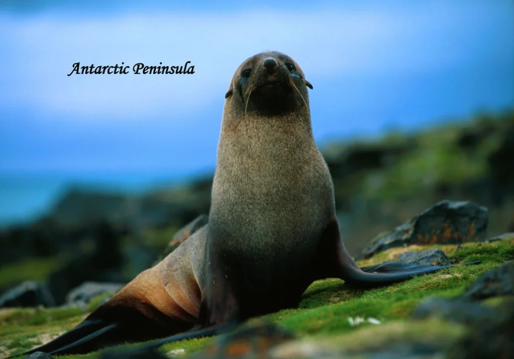 antarctica tourism 2026 Fur seal resting on the ice in the Antarctic Peninsula