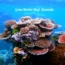 Great Barrier Reef Australia underwater coral reef