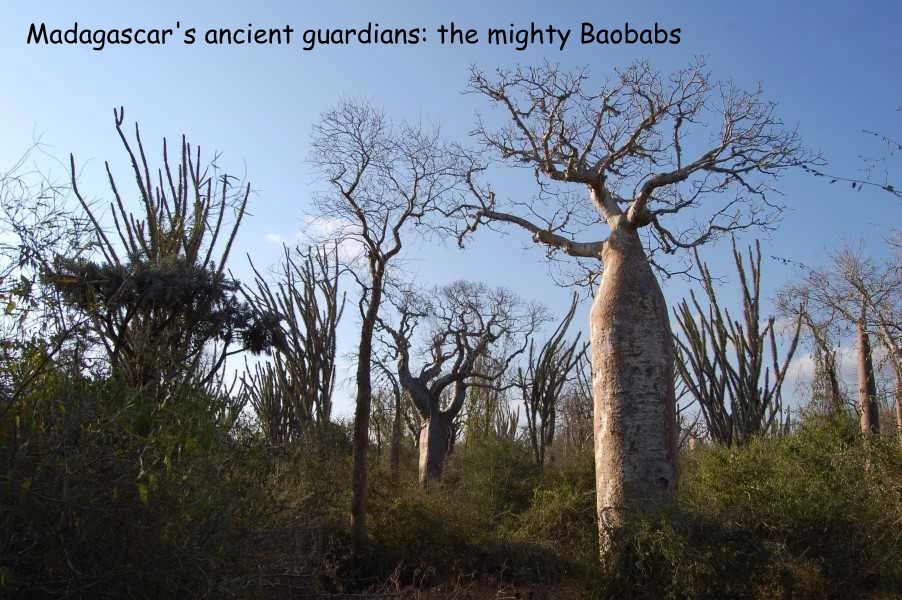Ancient baobab trees in Reniala Reserve near Ifaty, Madagascar