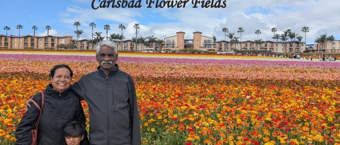 Things to do in San Diego include seeing Carlsbad Flower Fields in bloom, with colorful flowers and a beautiful family travel experience.