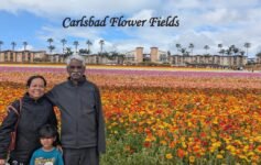 Things to do in San Diego include seeing Carlsbad Flower Fields in bloom, with colorful flowers and a beautiful family travel experience.