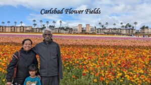 Things to do in San Diego include seeing Carlsbad Flower Fields in bloom, with colorful flowers and a beautiful family travel experience.