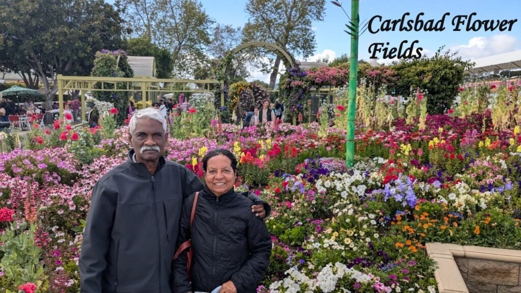 Things to do in San Diego include visiting Carlsbad Flower Fields, a colorful attraction filled with beautiful seasonal flowers.