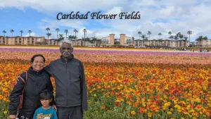 Carlsbad Flower Fields is one of the colorful things to do in San Diego, featuring vibrant flower displays, scenic views, and seasonal blooms.